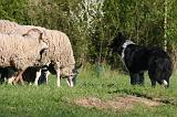 BORDER COLLIE - MOUTONS 097